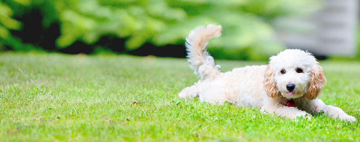 Space Inspired Dog Names Popular Male And Female Names Wag 
